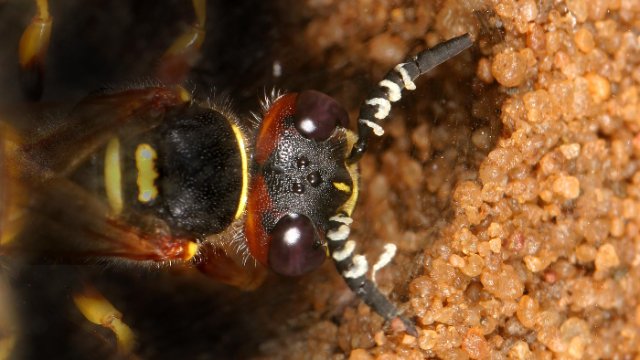 Bienenwölfe schützen Symbionten vor Giftstoff