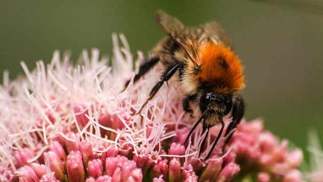NABU-Insektensommer geht in die zweite Runde