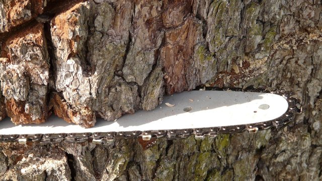 Baumfällungen im Roland-Ducke-Weg