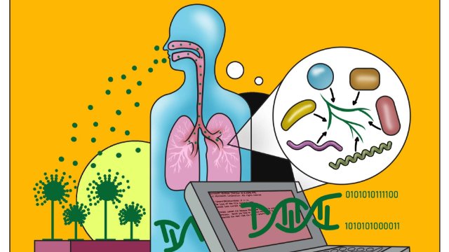 Pilzinfektion führt zu Veränderung des Lungengewebes