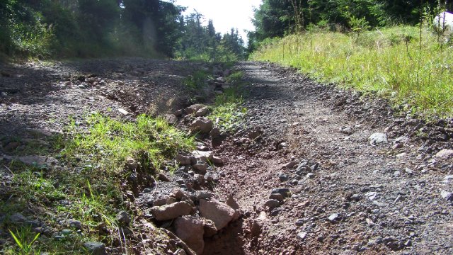ThüringenForst rät zu Vorsicht auf Waldwegen