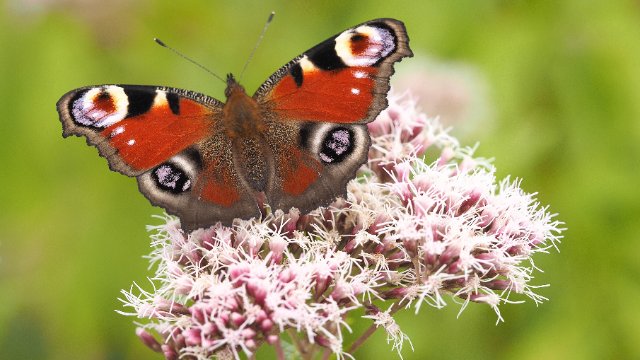Schmetterlinge immer seltener zu sehen