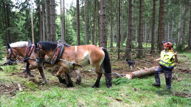 Tierschutzgemäßer Einsatz von Rückepferden