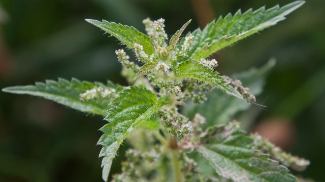 Kräuterwanderungen zum Thema Sommerkräuter