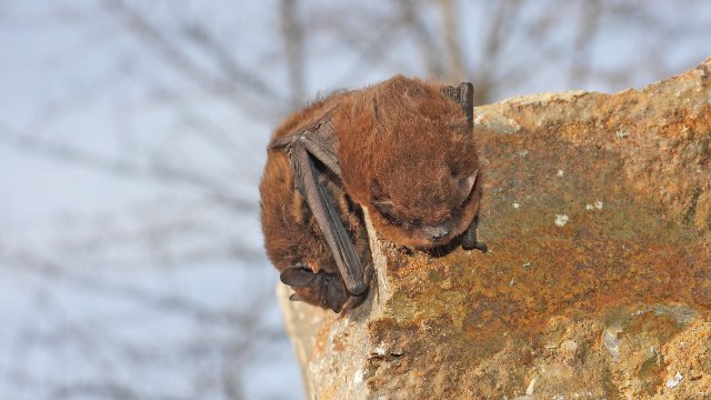 Fledermauscamp am NaturErlebnisHaus
