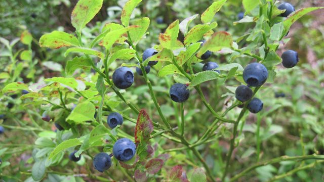 Waldheidelbeeren noch bis September verfügbar