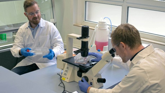 Cannabinoide helfen bei Entzündungen