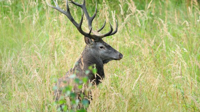 Einschätzung zur Gefahr durch Waldtiere