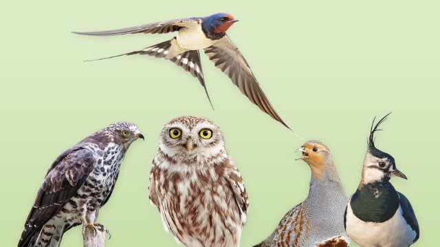 NABU ruft zur Wahl des Vogel des Jahres auf