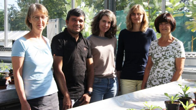 Bildung von Herzglykosiden bei Pflanzen untersucht