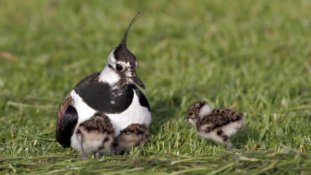 Kiebitz ist Vogel des Jahres 2024