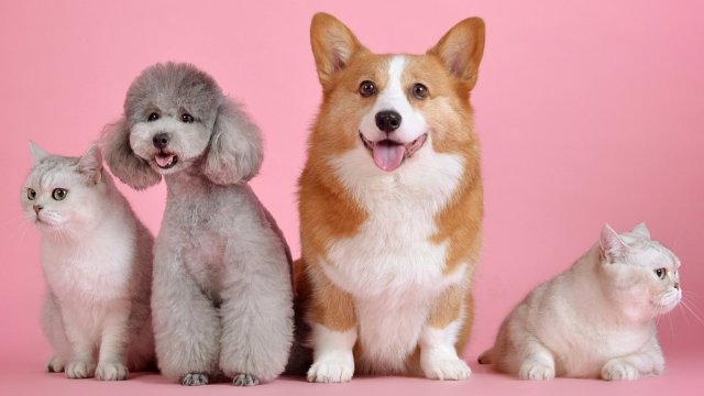 Tiergesundheitszentrum ausgezeichnet