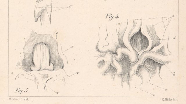 Briefwechsel zwischen Haekel und Darwin wiederentdeckt