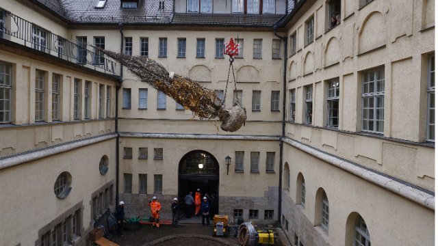 Hainbuche im kleinen Innenhof der Uni gepflanzt