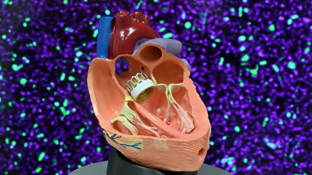 Forschungskolleg gegen Bakterielle Infektionen im Herzkreislaufsystem