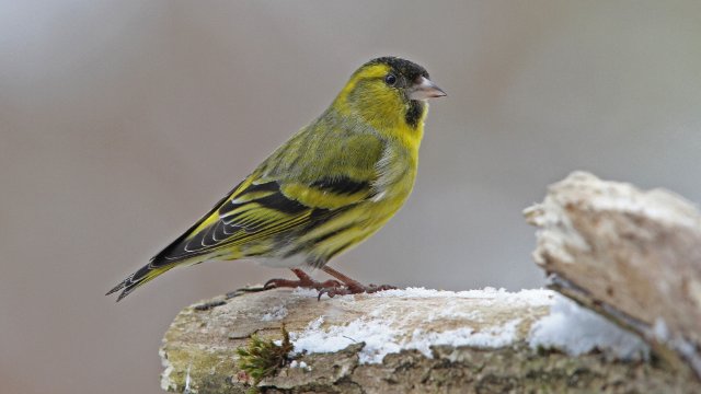 Stunde der Wintervögel