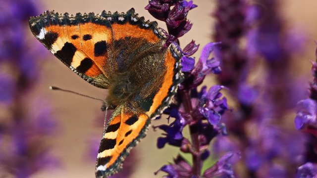 Häufige Insektenarten am stärksten vom Rückgang betroffen