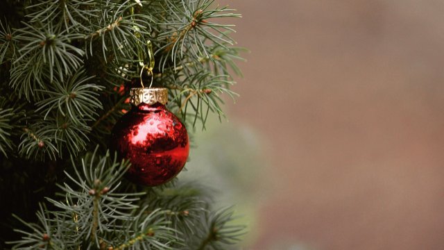 Entsorgung von Weihnachtsbäumen