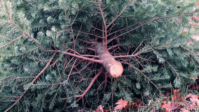 Weihnachtsbaumentsorgung