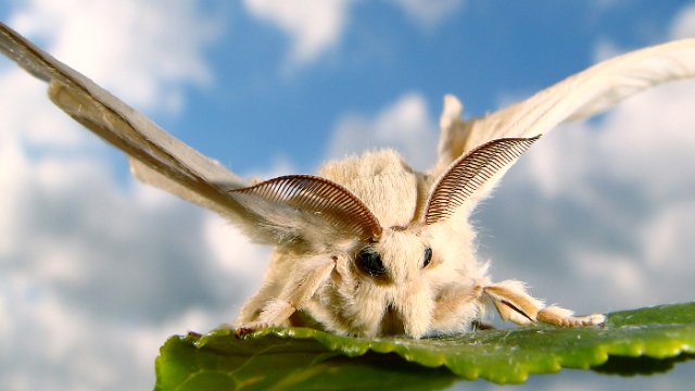 Weibliche Seidenspinner riechen die Welt anders als Männchen