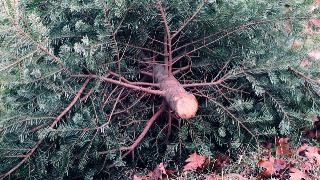 Weihnachtsbaumweitwurf auf dem Westsportplatz