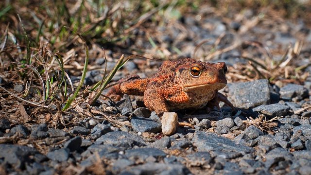 Helfer für den Amphibienschutz gesucht
