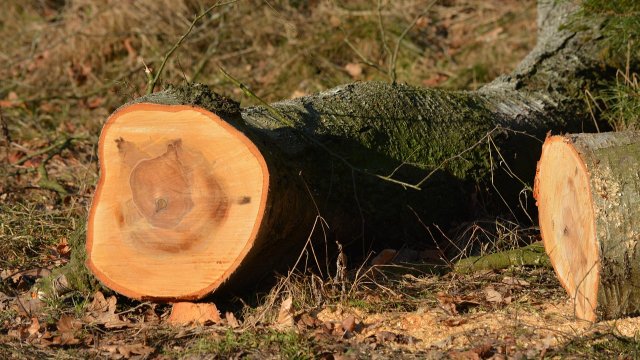 Baumfällung in der Seidelstraße