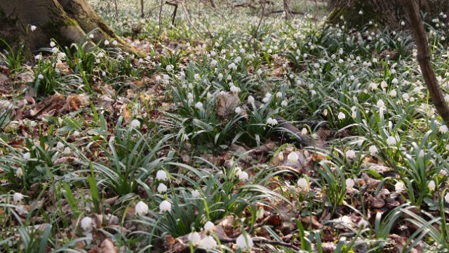 Pflanzenbestimmungsapps als wissenschaftliche Datenquelle