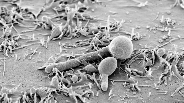 Gift verschafft Hefepilz Konkurrenzvorteil