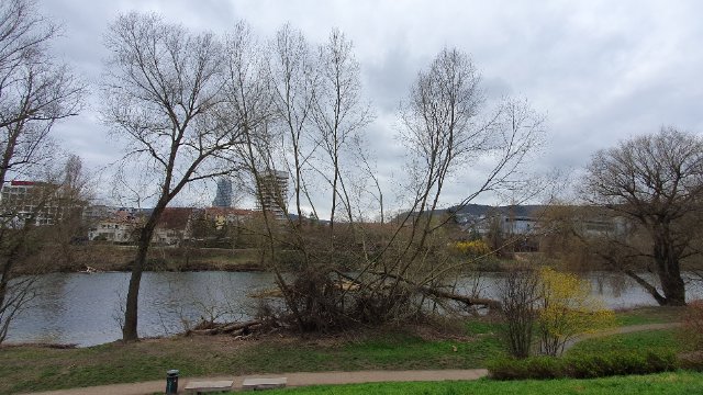 Baumfällungen am Wenigenjenaer Ufer