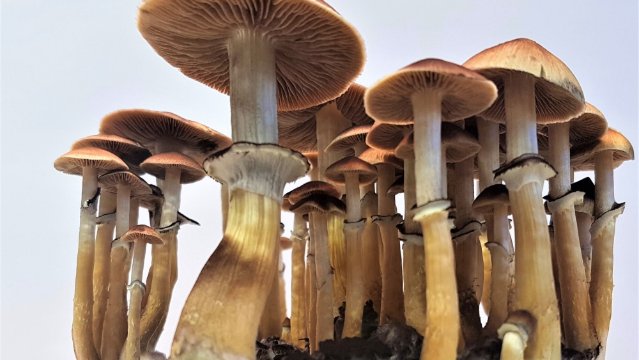 Ein Enzym macht Pilze „magisch“