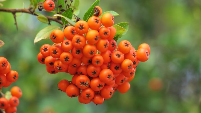 Echte Mehlbeere gepflanzt