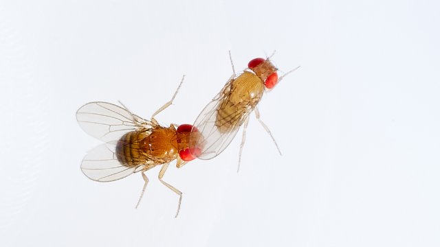 Umweltgift Ozon hebt Paarungsgrenze zwischen Fliegenarten auf