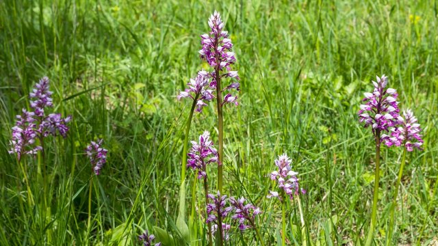 Mit Nahverkehr zur Orchideenblüte