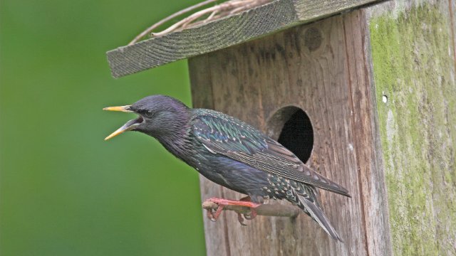 NABU Thüringen ruft zur „Stunde der Gartenvögel“ auf