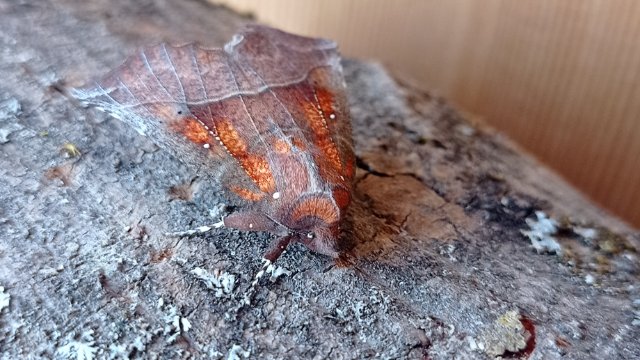 Öffentlicher Lichtfang im Jenaer Forst