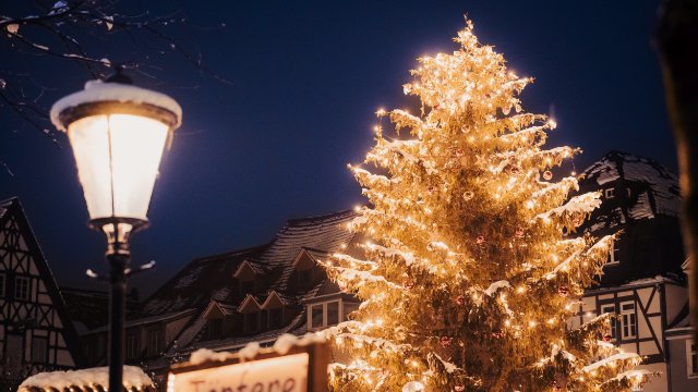 Weihnachtsbaum für den Jenaer Weihnachtsmarkt gesucht