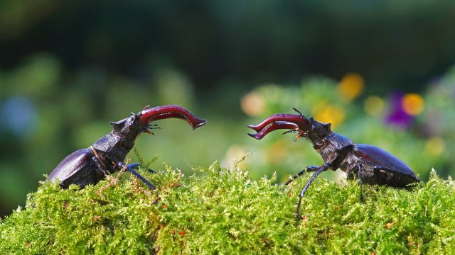 NABU ruft zur „Hirschkäfersuche“ auf