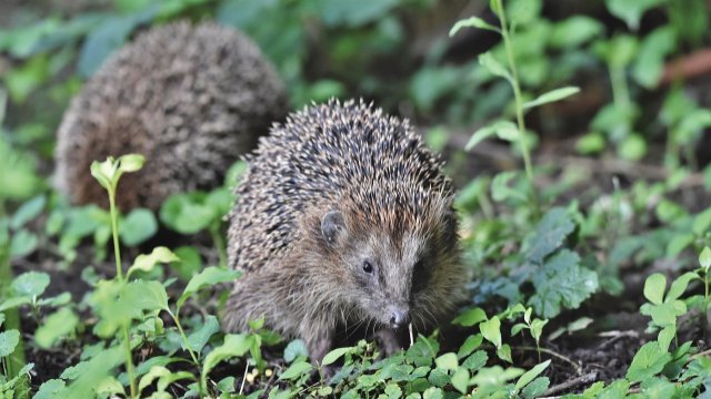 Umgang mit Wildtieren