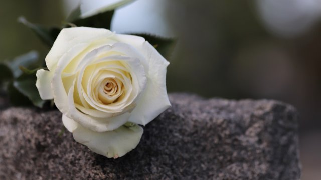 Aufruf zur bundesweiten „Dichterrosenaktion“