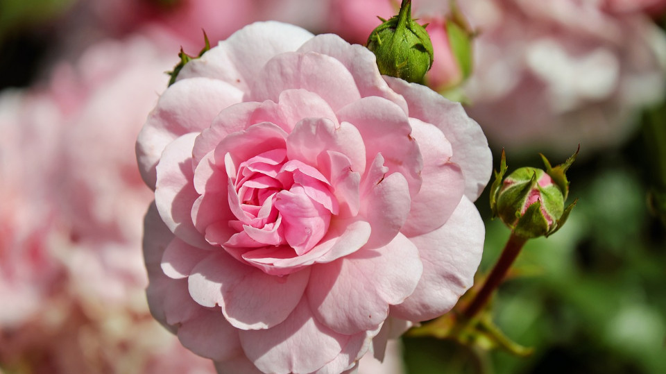 Dornburger Rosenfest am letzten Juni-Wochenende