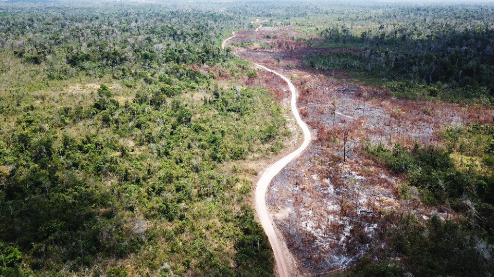Schädigung der Tropenwälder größer als bisher angenommen