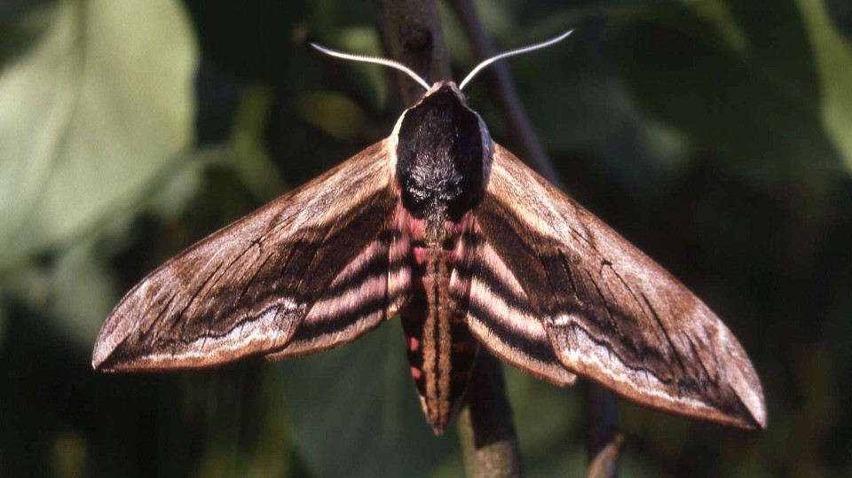 Jenaer Falternächte: Insekten im Jenaer Forst beobachten