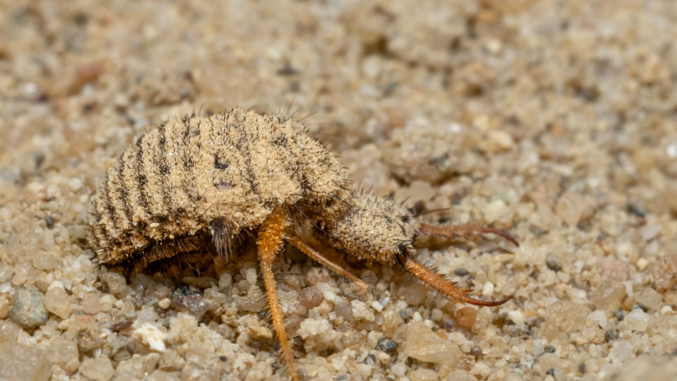 Fallenstellende Giftmischer