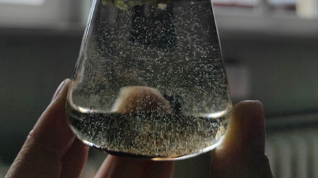 Herbstferien: Gewässerlebewesen entdecken