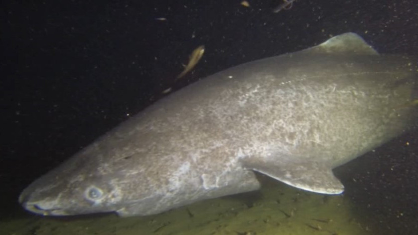 Genom des Grönlandhais entschlüsselt