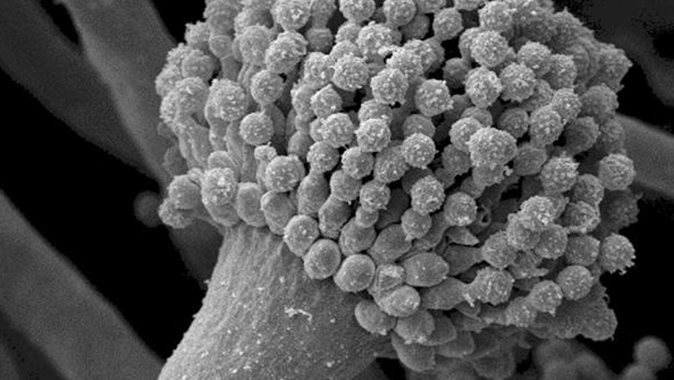 Schimmelpilz-Protein schwächt die Immunabwehr