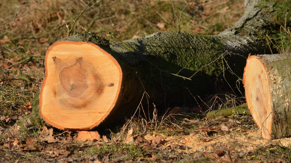 Baumfällungen nahe Paradiesbrücke
