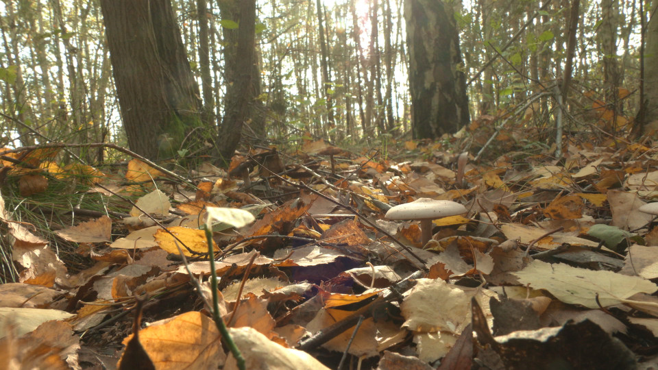 Ehrenamtliche Beratung für Pilzsammler