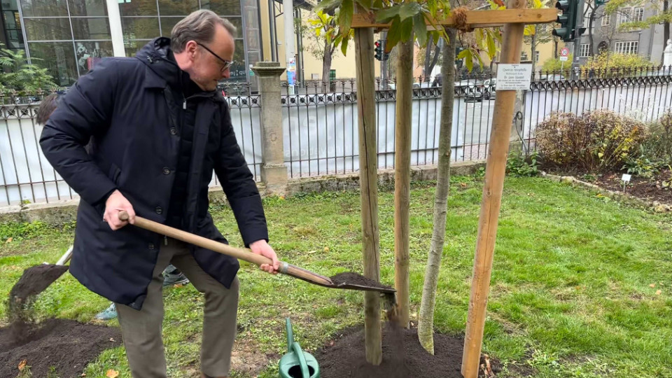 Wollmispel-Eiche für Jane Goodall